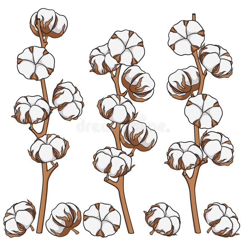 Set de ilustrații color cu ramuri de bumbac. obiecte vectoriale izolate. vector illustration