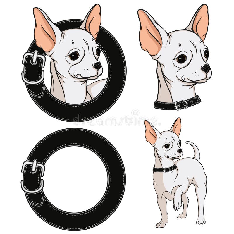 Set de ilustrații color cu un chihuahua într-un guler. eps10 stock illustration