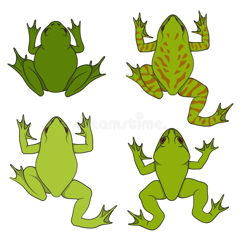 Set de ilustrații colorate cu broaște hidrografice. obiecte vectoriale izolate. stock illustration