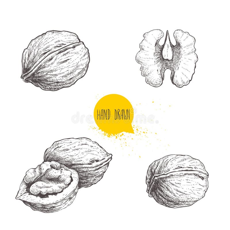 Set de nuci schiță desenate manual. semicarcase întregi și semințe de nucă. ilustrare a vectorului alimentar ecologic sănătos. izo vector illustration
