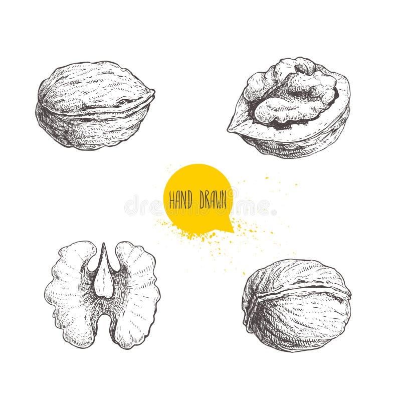 Set de nuci schiță desenate manual. semicarcase întregi și semințe de nucă. ilustrare a vectorului alimentar ecologic sănătos. izo vector illustration