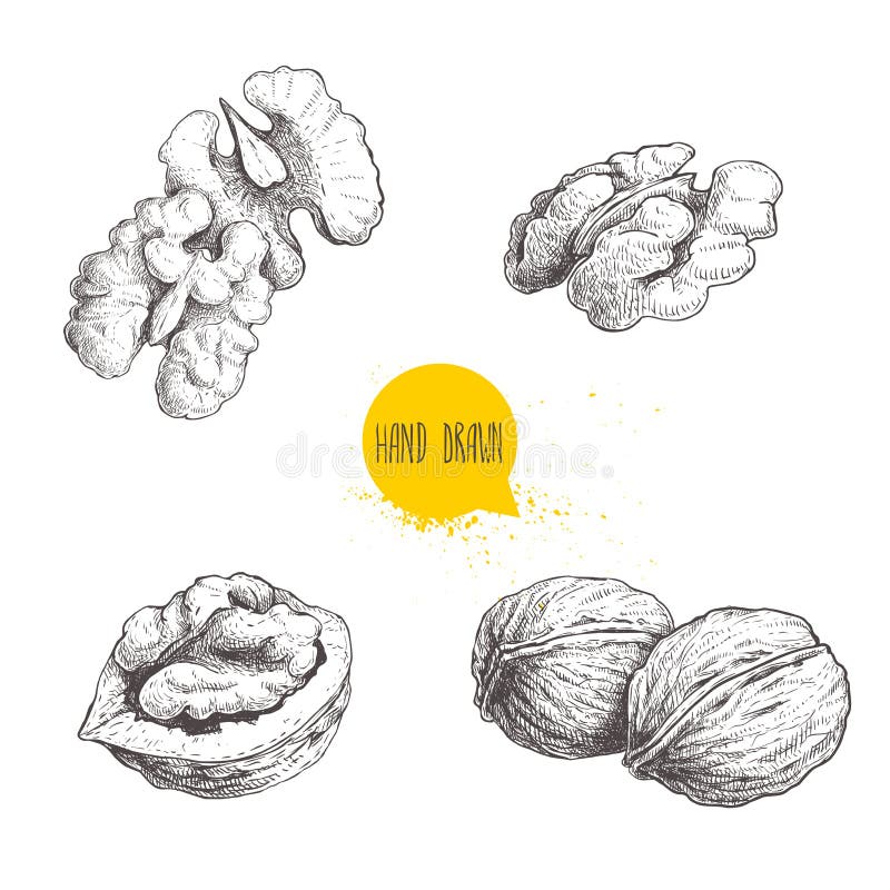 Set de nuci schiță desenate manual. semicarcase întregi și semințe de nucă. ilustrare a vectorului alimentar ecologic sănătos. izo stock illustration
