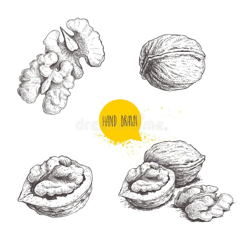 Set de nuci schiță desenate manual. semicarcase întregi și semințe de nucă. ilustrare a vectorului alimentar ecologic sănătos. izo stock illustration