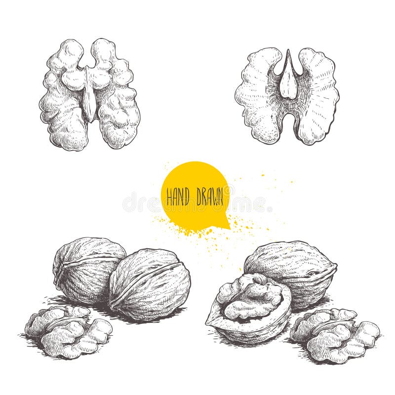 Set de nuci schiță desenate manual. semicarcase întregi și semințe de nucă. ilustrare a vectorului alimentar ecologic sănătos. izo vector illustration