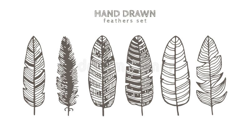 Set of decorative animals feathers. Ink illustration. Isolated on white background. Hand drawn vector art stock illustration