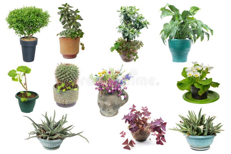 Set of potted plants stock image. Image of green, home 19190561