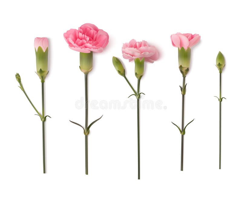 Set of decorative realistic pink carnation with green leaves isolated on white. Vector illustration.