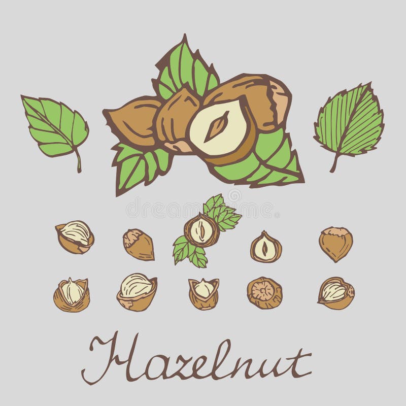 Set of Detailed Hand Drawn Hazelnuts Isolated on White Background