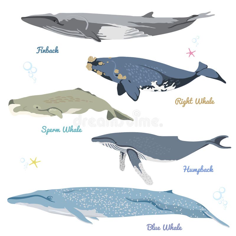 Set of 5 Detailed Whales from the World Realistic Icons Vector ...