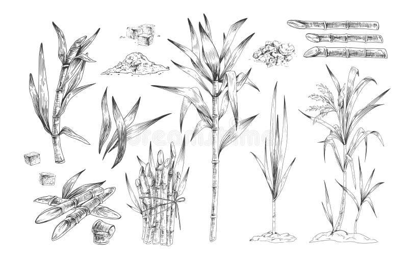 Set di illustrazioni vettoriali disegnate a mano con le lattine di zucchero Alberi di canna da zucchero, rami delle piante in cre