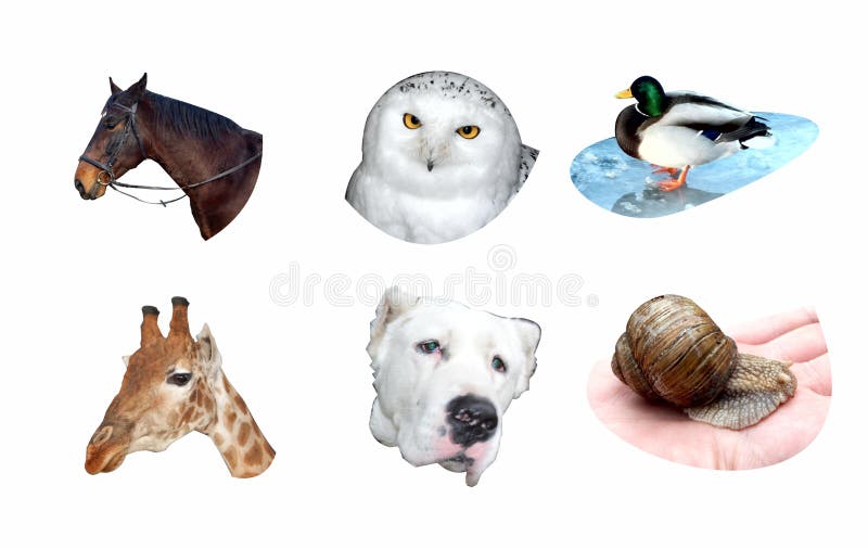 Set of different animals for prints vector illustration