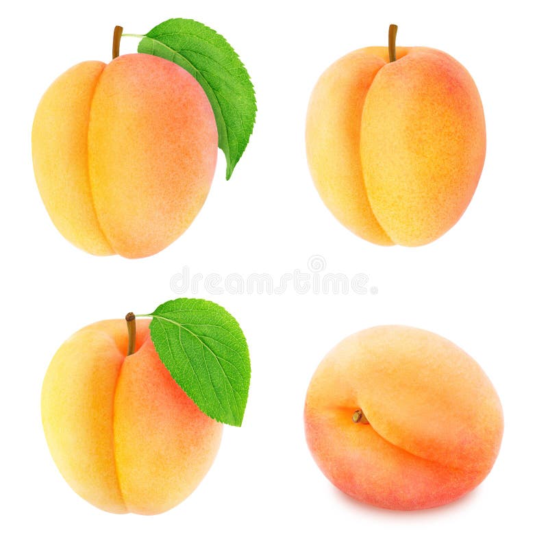 Set of Different Apricot Fruits Isolated Stock Image Image of fresh