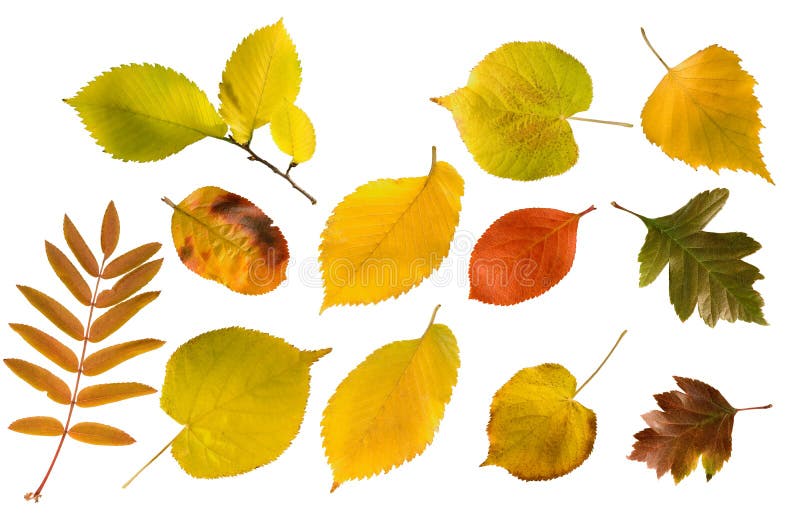 Set of different colours autumn leaves isolated on white. Set of different colours autumn leaves isolated on white.