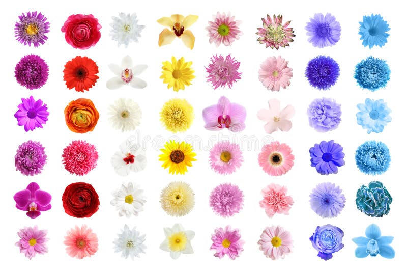 Set of different beautiful flowers on background royalty free stock photo