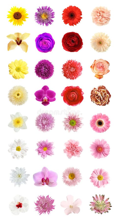 Set of different beautiful flowers on background stock images