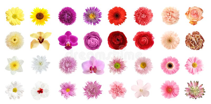 Set of different beautiful flowers on background. Banner design stock image