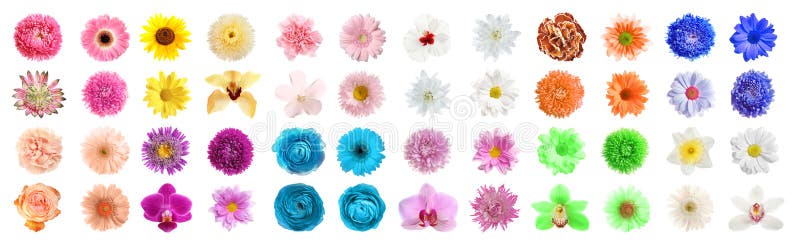 Set of different beautiful flowers on background. Banner design royalty free stock images