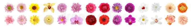 Set of different beautiful flowers on background. Banner design royalty free stock photo