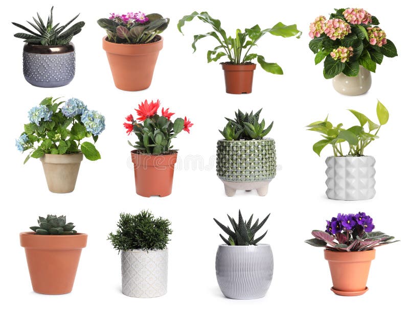 Set with different beautiful plants on white background royalty free stock image