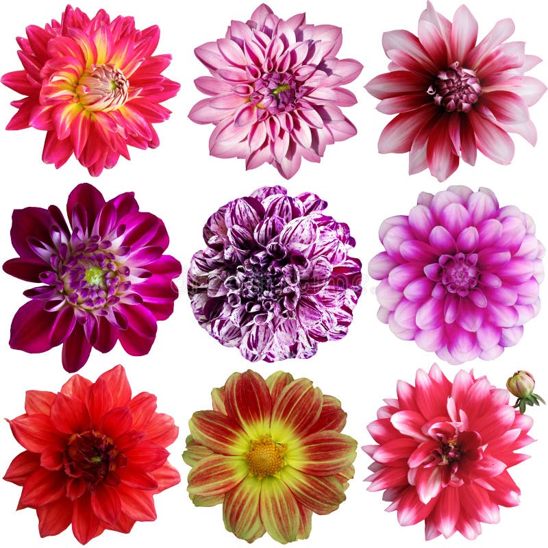 Set of different dahlias isolated on white background