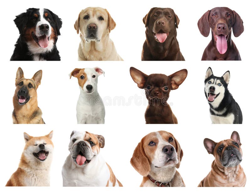 Set of Different Dogs on Background Stock Image Image of french