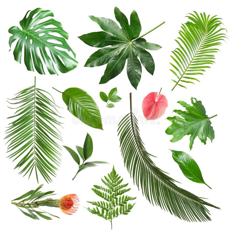 Tropical Leaves Names