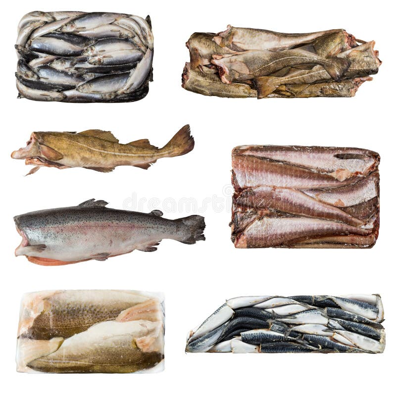 Set of a Different Frozen Fish Stock Photo Image of halibut, diet
