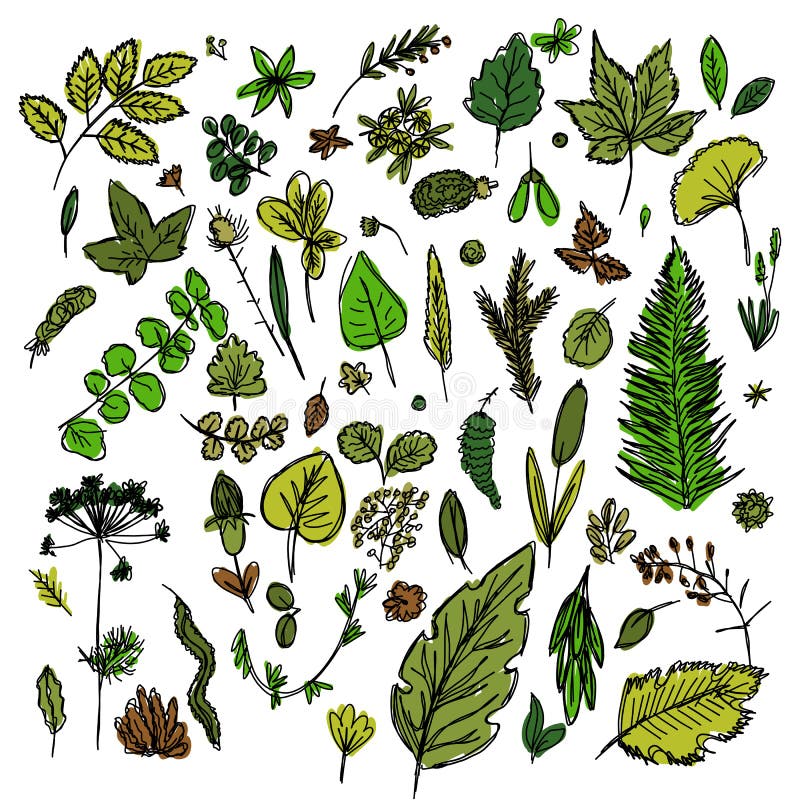 Set of different leaves and branches drawn in the style of children`s drawing fast by hand royalty free illustration Set of different leaves and branches drawn in the style of children`s drawing fast by hand royalty free illustration