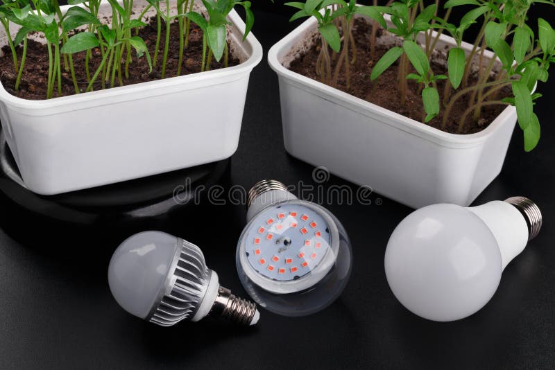 Set with Different LED Bulbs and Growing Sprouts. High Angle View Stock