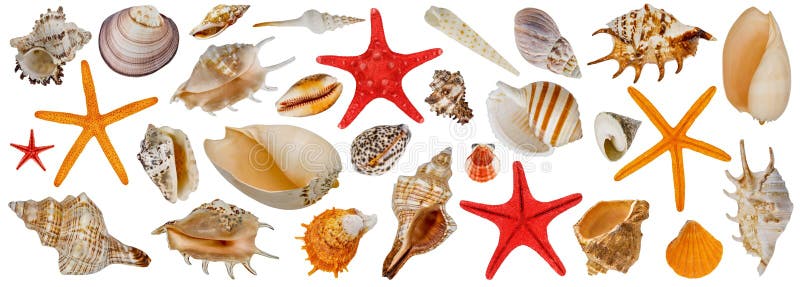 Set of different sea shells. Starfish collection. Isolated on a white background stock images Set of different sea shells. Starfish collection. Isolated on a white background stock images