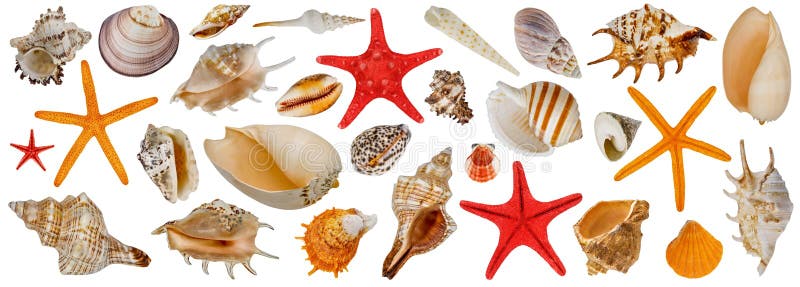 Set of different sea shells. Starfish collection. Isolated on a white background