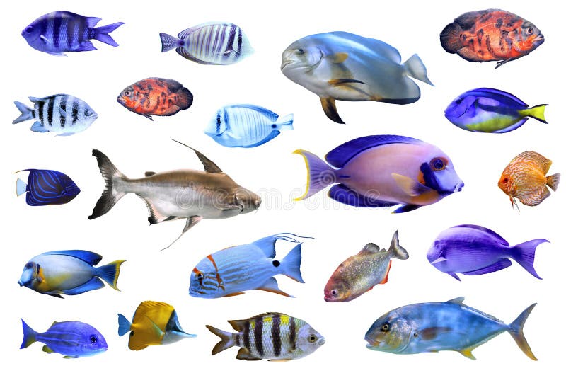different tropical fish