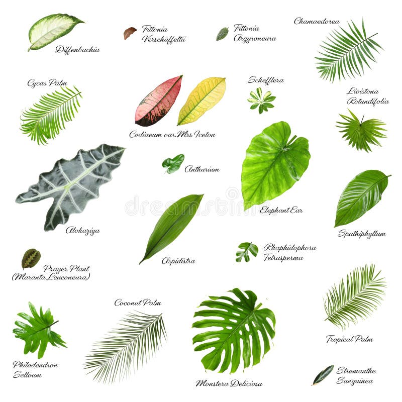 Leaves Collection Names Stock Photos - Free & Royalty-Free Stock Photos ...