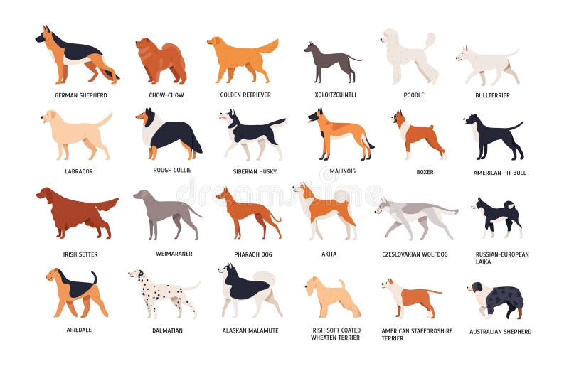 Set of dogs of different breeds isolated on white background. Collection of purebred pets, domestic animals or doggies