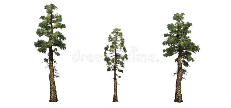 Set of Douglas Fir trees