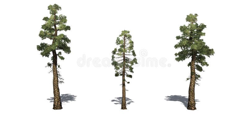 Set of Douglas Fir trees with shadow on the floor
