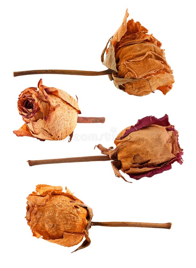 Set of dried roses stock photo. Image of yellow, wilted 58258664