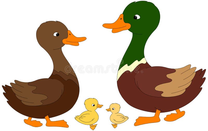 Duck Life Cycle Infographics 26322203 Vector Art at Vecteezy