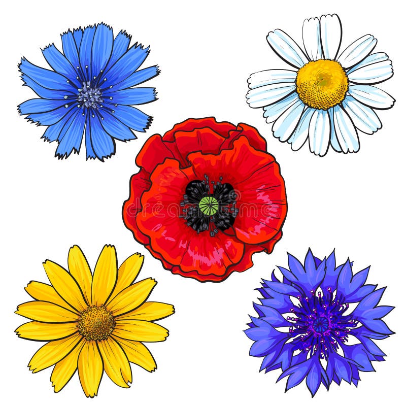 Set dziki, pole kwitnie - maczka, chamomile, chabrowy, stokrotka royalty ilustracja Set dziki, pole kwitnie - maczka, chamomile, chabrowy, stokrotka royalty ilustracja