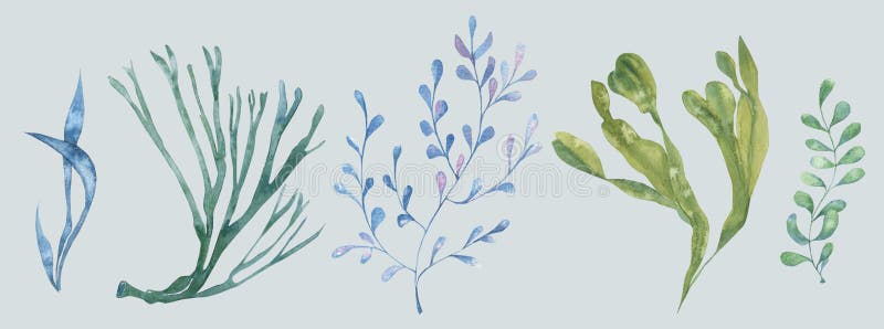 a set of watercolor seaweed