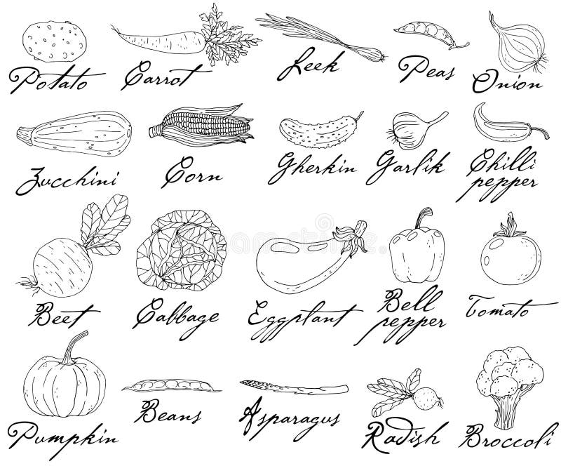 Set of elements with hand drawn vegetables on a white background royalty free illustration