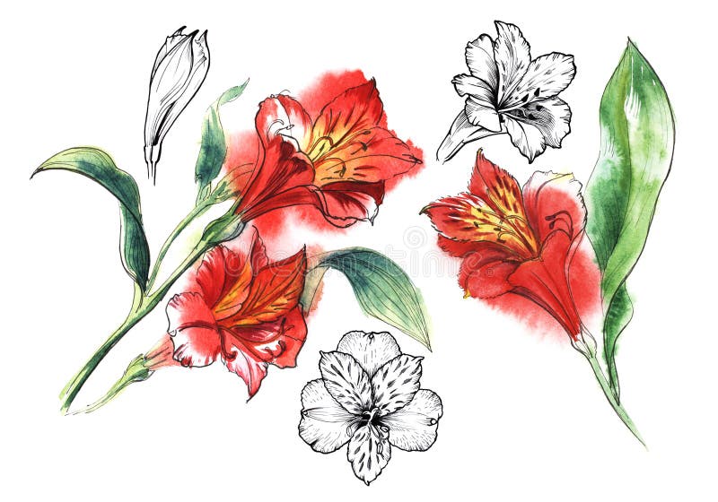 Set of 5 elements illustration of Alstroemery flowers.