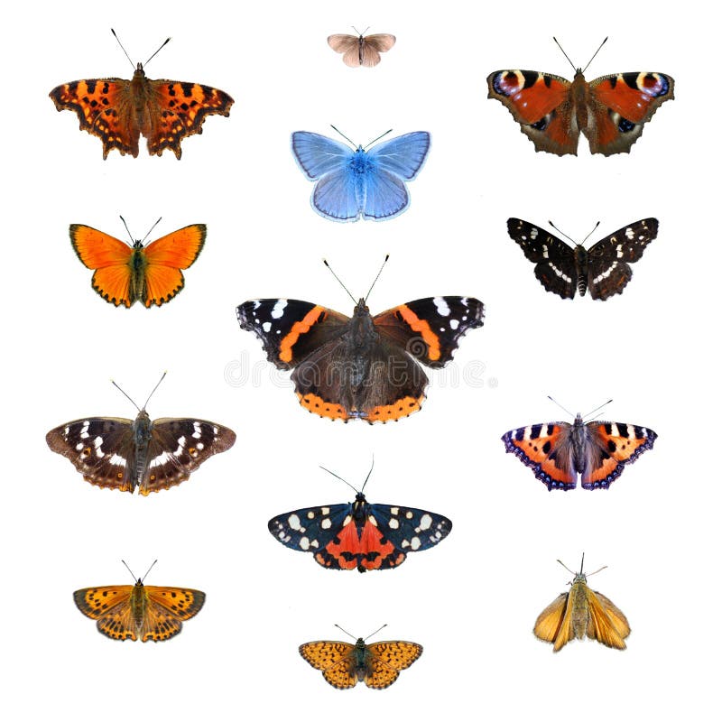 Big set of the European butterflies isolated on a white. Comma, Woodland ringlet, Peacock, Common blue, Scarce copper, Red admiral, Map, Purple amperor, Scarlet tiger, Small tortoiseshell. Big set of the European butterflies isolated on a white. Comma, Woodland ringlet, Peacock, Common blue, Scarce copper, Red admiral, Map, Purple amperor, Scarlet tiger, Small tortoiseshell