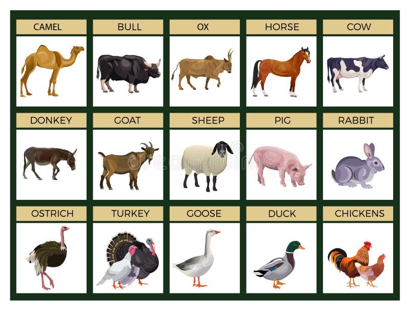 Types Domestic Animals Stock Illustrations – 320 Types Domestic Animals Stock Illustrations, Vectors & Clipart - Dreamstime Types Domestic Animals Stock Illustrations – 320 Types Domestic Animals Stock Illustrations, Vectors & Clipart - Dreamstime