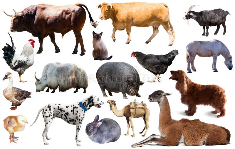 Onager Standing Stock Photos - Free & Royalty-Free Stock Photos from Dreamstime Onager Standing Stock Photos - Free & Royalty-Free Stock Photos from Dreamstime