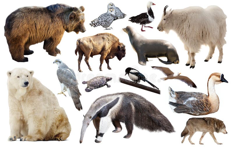 Set of fauna of North American animals.