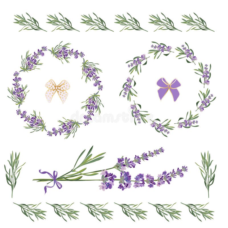 Set festive frames and elements with Lavender flowers for greeting card. Botanical illustration.