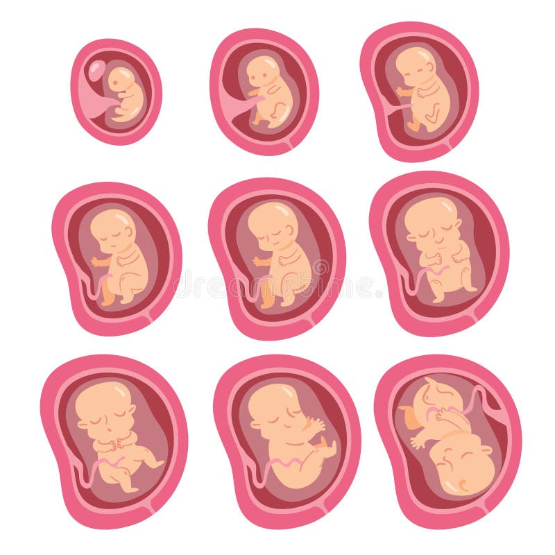 Set of Fetal Development Moments Vector Illustration. Stock Vector ...