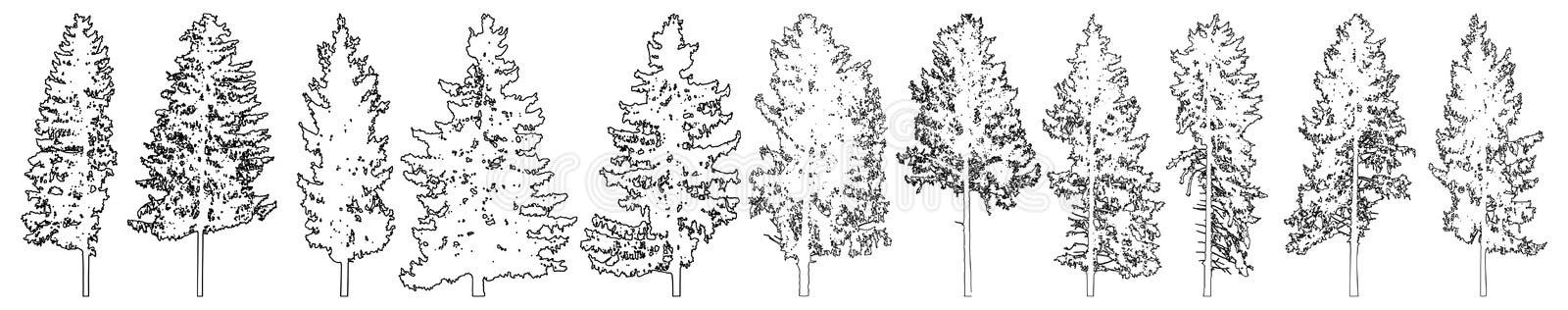 Set of fir trees for architecture and landscape design, line drawing, contour. Vector illustration vector illustration Set of fir trees for architecture and landscape design, line drawing, contour. Vector illustration vector illustration