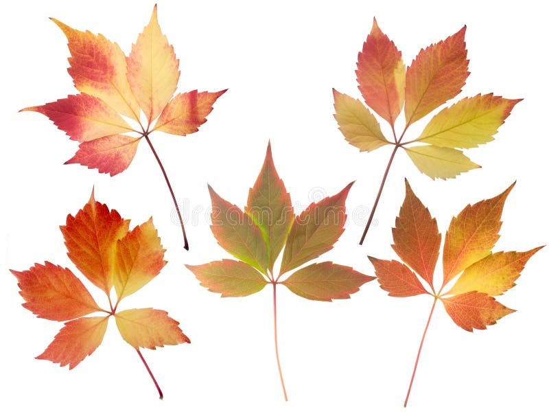 Set of five fall leaves isolated on white royalty free stock photos